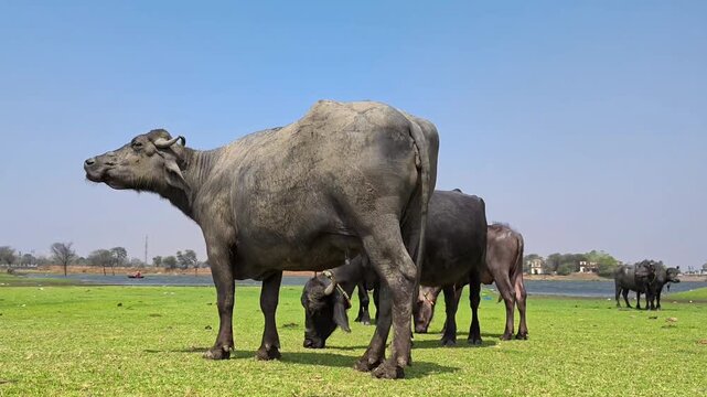 Domestic water buffalo grazing on a lush green grass field under a blue sky