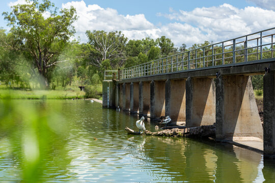 Pelican bird standing by dam wall at Lake Inverell on sunny summer day