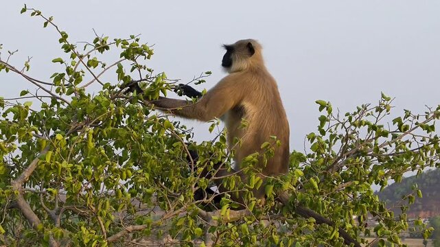 Gray langur monkey sitting on tree branch and eating leaves