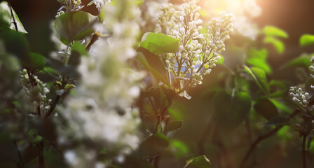 Naklejka premium The first flowers against the background of green spring. Spring bloom.