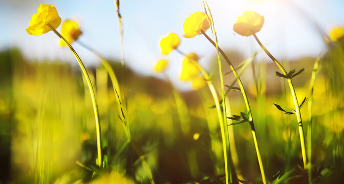The first flowers against the background of green spring. Spring bloom.