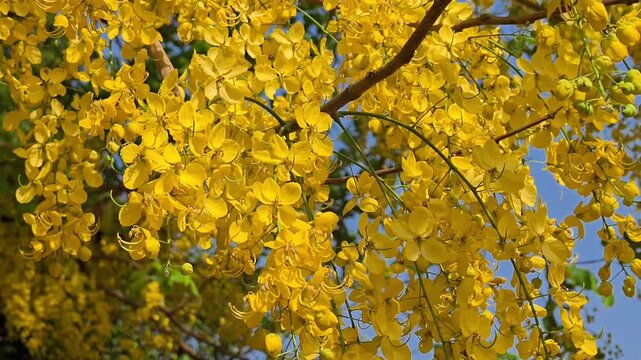 Vibrant yellow amaltas flowers blooming on a tree