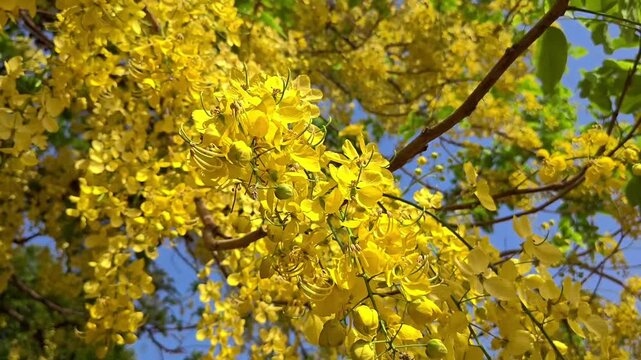 Vibrant yellow amaltas flowers blooming on a tree