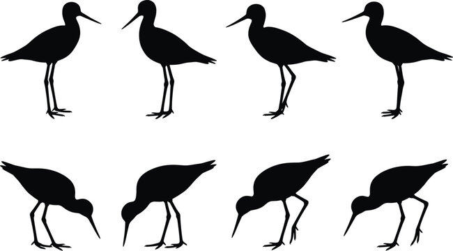 Sandpiper shorebird silhouettes set standing and feeding on beach vector flat illustration