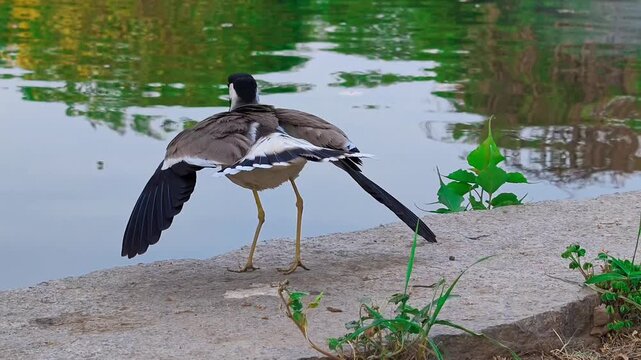 Red-wattled lapwing with yellow legs standing near the water