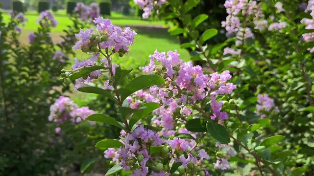 Beautiful pink crape myrtle flowers blooming in a lush green park