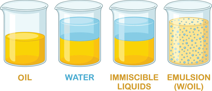 Chemistry experiment with oil water immiscible liquids and emulsion in glass beakers, cad drawing flat vector illustration