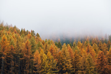 Fototapeta premium Misty autumn morning in mountain forest with colorful treetops surrounded by haze. Natural texture for background.