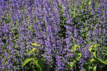 Naklejka premium Lavandula or Lavender flowers, growing in the garden.