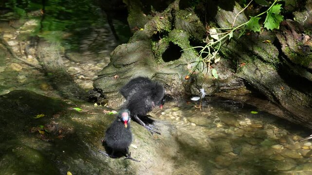 Juvenile baby common moorhen Gallinula chloropus also known as the waterhen, the swamp chicken, and as the common gallinule swimming at a blue lake water