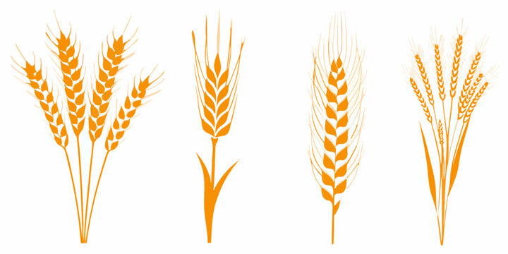 Wheat Grain Illustrations Orange Tones On White Background
