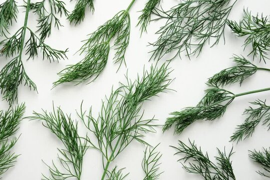 Fresh green dill branches pattern on clean white surface showcasing organic food concept