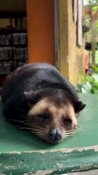 Musang sleeps comfortably on green surface in vibrant outdoor environment. Kopi luwak concept
