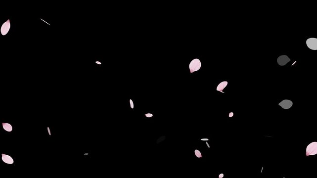 Sakura cherry blossom.Falling cherry blossoms. Spring Easter Overlay.Pink cherry blossom petals falling on black screen for chroma key.Cherry blossom particle animation.