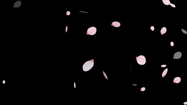 Sakura cherry blossom.Falling cherry blossoms. Spring Easter Overlay.Pink cherry blossom petals falling on black screen for chroma key.Cherry blossom particle animation.
