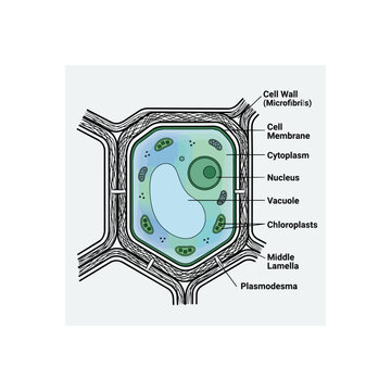 Detailed Diagram of a Plant Cell Structure and Components.
