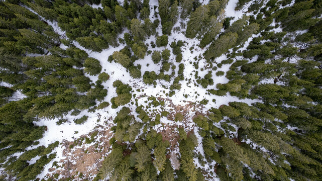 Aerial View of Snow-Covered Conifer Forest in Winter, Dolomites, Italy