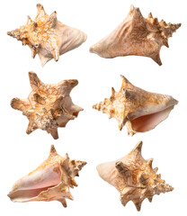 Fototapeta premium Seashell collection isolated on white background. Set of seashells cut out along contour from different angles. Object from ocean or sea. Suitable for catalogs, educational purposes or design