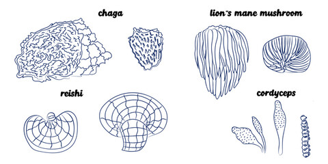 Medicinal Mushrooms Botanical Line Art Set — Reishi, Chaga, Lion's Mane, Cordyceps, © Cibula