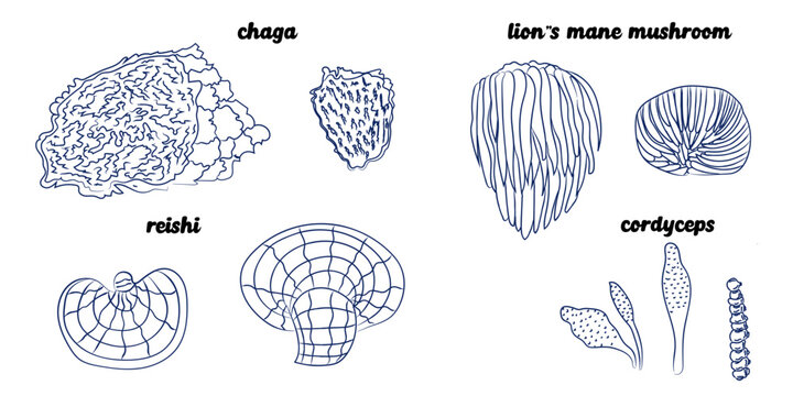 Medicinal Mushrooms Botanical Line Art Set &mdash; Reishi, Chaga, Lion's Mane, Cordyceps,