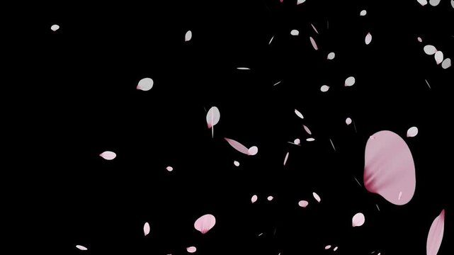 Sakura cherry blossom.Falling cherry blossoms. Spring Easter Overlay.Pink cherry blossom petals falling on black screen for chroma key.Cherry blossom particle animation.