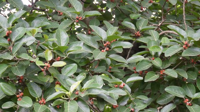 Banyan tree fruit growing naturally