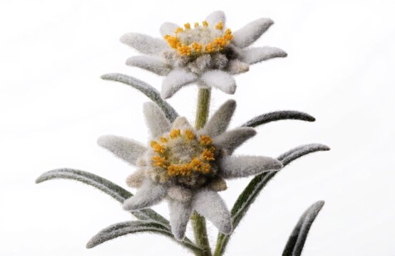 Beautiful Edelweiss Flowers (Leontopodium nivale) Isolated on White Background - Alpine Mountain Flora Symbol