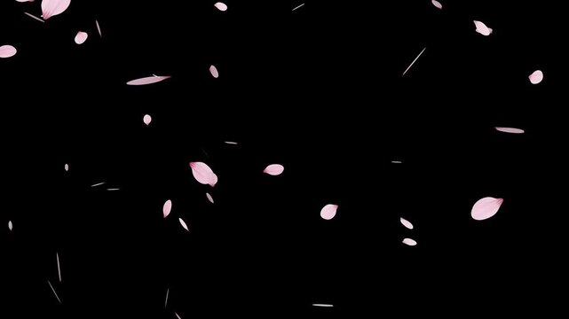 Sakura cherry blossom.Falling cherry blossoms. Spring Easter Overlay.Pink cherry blossom petals falling on black screen for chroma key.Cherry blossom particle animation.