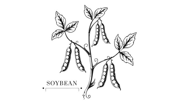 Very beautiful black-and-white engraved vector illustration featuring a SOYBEAN plant with detailed pods and an elegant botanical label reading "SOYBEAN", rendered in refined monochrome engraving styl