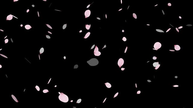 Sakura cherry blossom.Falling cherry blossoms. Spring Easter Overlay.Pink cherry blossom petals falling on black screen for chroma key.Cherry blossom particle animation.