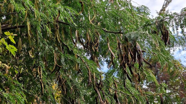 Tree branches with seed pods of honey locust or Gleditsia triacanthos, also known as the thorny locust.