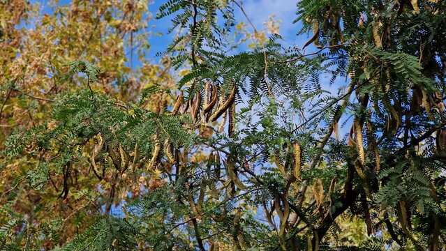 Tree branches with seed pods of honey locust or Gleditsia triacanthos, also known as the thorny locust.