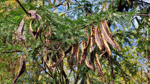 Tree branches with seed pods of honey locust or Gleditsia triacanthos, also known as the thorny locust.