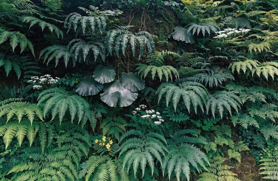 Lush Green Fern Wall Background with Tropical Foliage and Wildflowers in a Dense Forest Environment