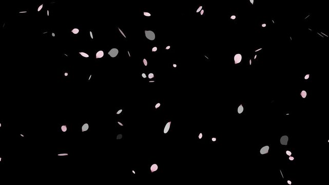 Sakura cherry blossom.Falling cherry blossoms. Spring Easter Overlay.Pink cherry blossom petals falling on black screen for chroma key.Cherry blossom particle animation.