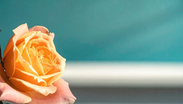 Close-up of a delicate, peach-toned rose with soft petals against a muted teal background
