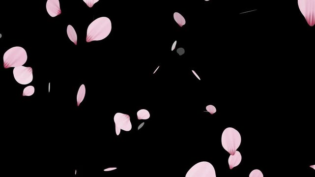 Sakura cherry blossom.Falling cherry blossoms. Spring Easter Overlay.Pink cherry blossom petals falling on black screen for chroma key.Cherry blossom particle animation.