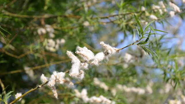 White fluffy cotton populus catkins moving by the wind. Datailed footage