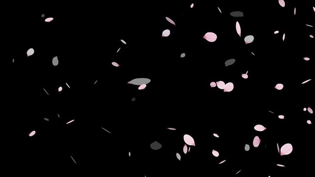 Sakura cherry blossom.Falling cherry blossoms. Spring Easter Overlay.Pink cherry blossom petals falling on black screen for chroma key.Cherry blossom particle animation.
