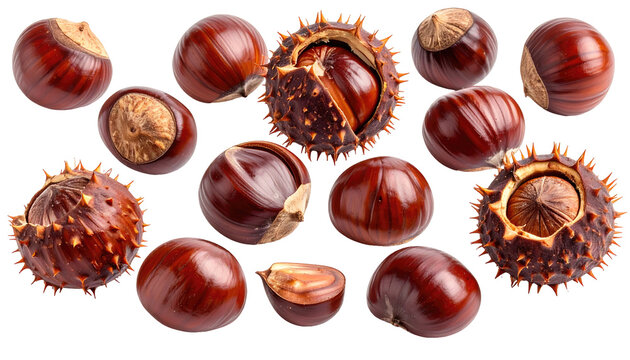 Assortment of conkers, some whole, others halved or exposed, showing a glossy brown outer shell and a light brown kernel