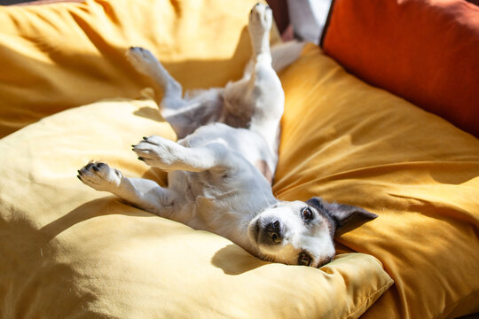 Small dog resting on a soft yellow pillow. Canine relaxing and playing at home. Happy pet lying on its back. Comfort and lazy lifestyle of domestic animal in sunny room interior.