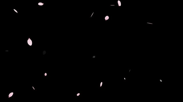 Sakura cherry blossom.Falling cherry blossoms. Spring Easter Overlay.Pink cherry blossom petals falling on black screen for chroma key.Cherry blossom particle animation.