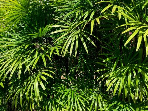 lush green rhapis excelsa broadleaf lady palm leaves in bright sunlight