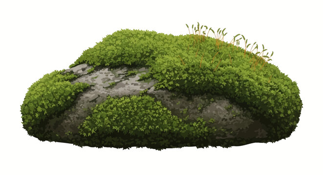 Green moss-covered stone isolated on a white background. Detailed botanical illustration of a forest rock with lush green bryophyte growth and small sporophyte sprouts on top.