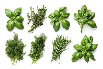 Obraz premium Fresh culinary herbs including basil, thyme, dill, and rosemary isolated on white background