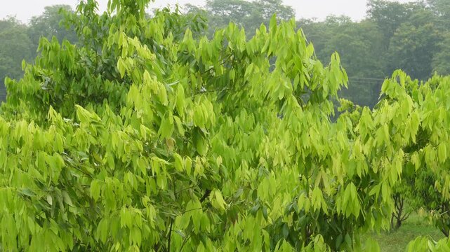 Tej patta plant thriving with aromatic leaves