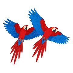 Fototapeta premium Two colorful parrots flying against a clean white background vector illustration