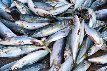 Obraz premium a large pile of freshly caught mackerel, their silvery skin shimmering under natural light.