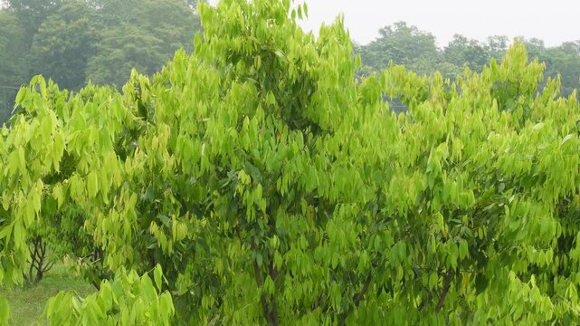 Tejpatta plants growing in field with lush natural freshness