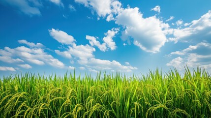 Fototapeta premium Lush green rice field under a vibrant blue sky with white clouds